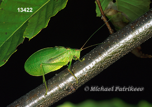 True Katydid (Pterophylla camellifolia)